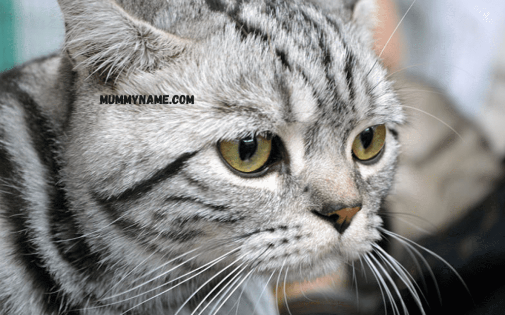 160-best-gray-cat-name-ideas-for-your-silvery-feline-friend-mummy-name