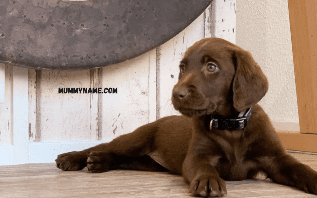 Brown Dog Names