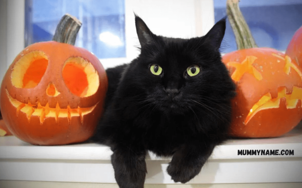 310+ Best Halloween Cat Names & Their Meanings Halloween Cat Names