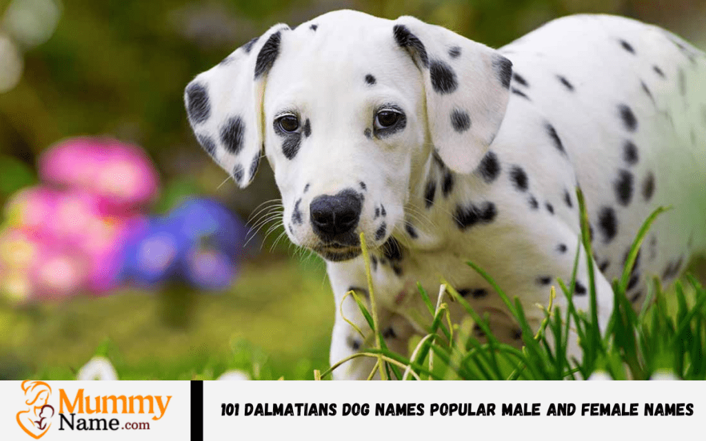 101 Dalmatians Dog Names