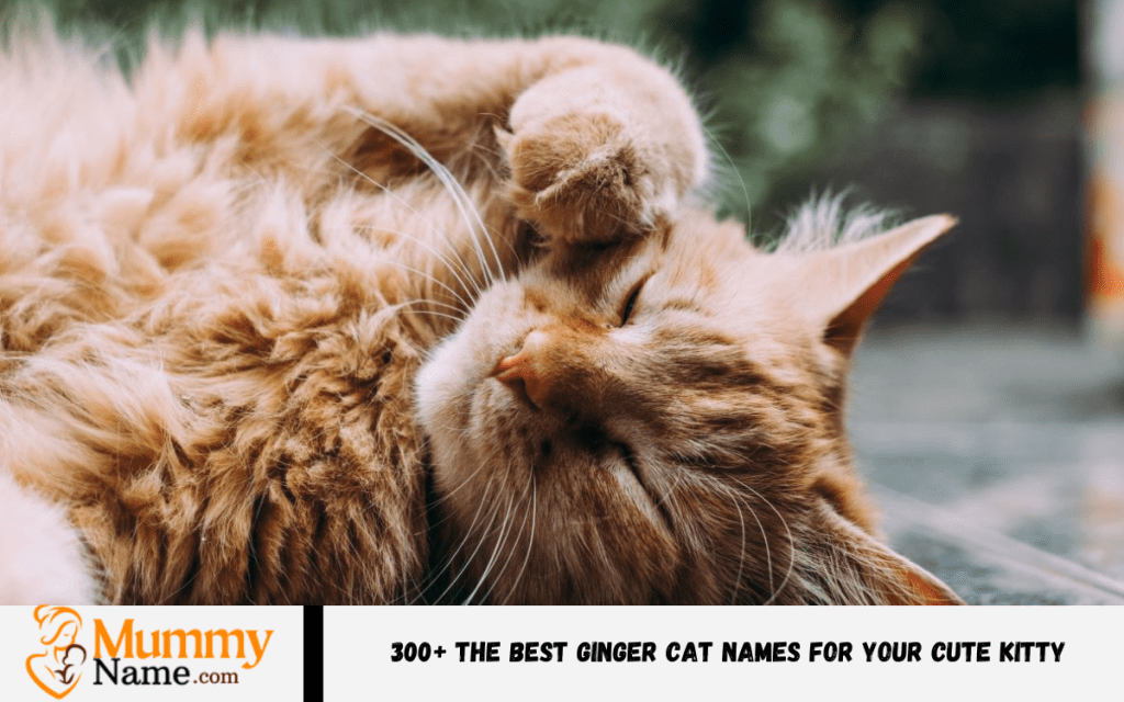 Ginger Cat Names