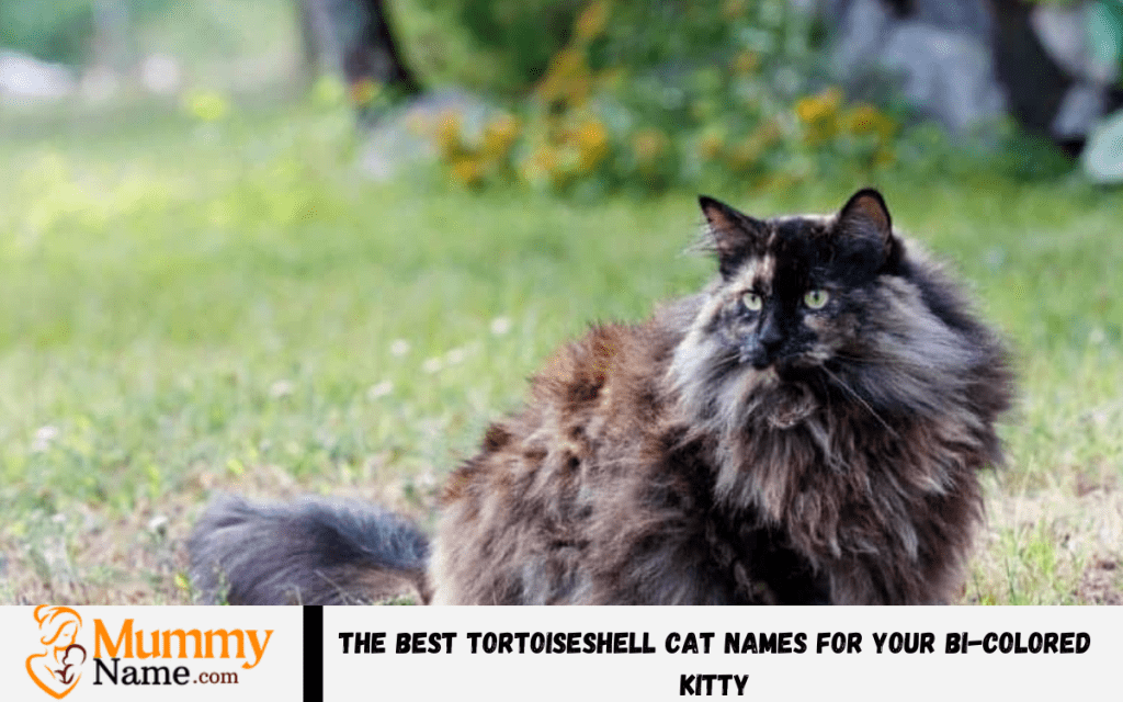 250+ The Best Tortoiseshell Cat Names for Your Bi-Colored Kitty Tortoiseshell Cat Names